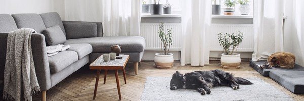 Furnished family living room with two dogs 